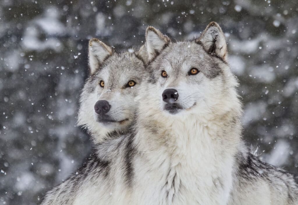 Wild Wolves of Yellowstone | National Geographic Live